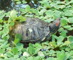 Puzzle The red-eared slider